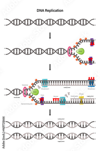 The diagram shows the DNA replication steps from start to finish. photo