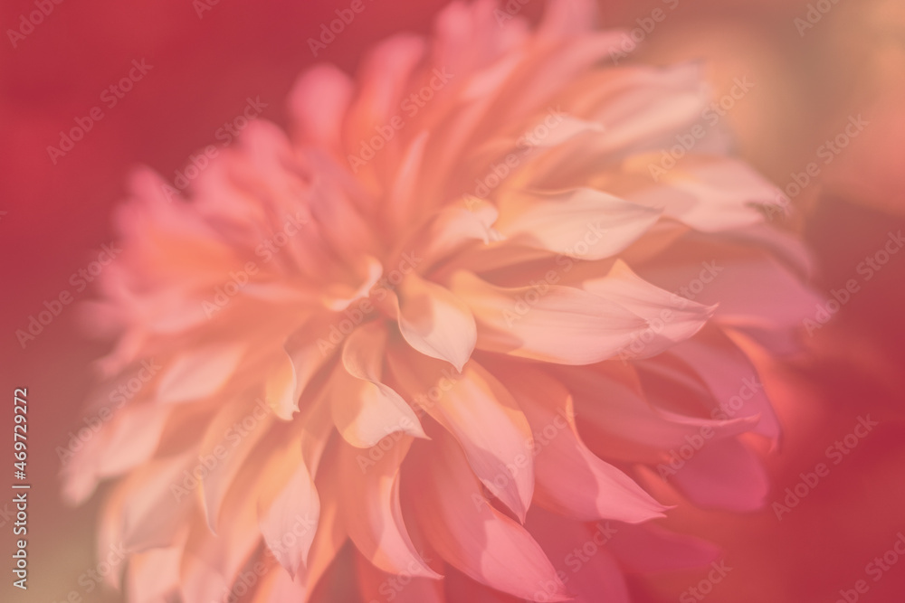 Unfocused blurred decorative Dahlia petals  Close up from the side. October morning. Artistic. The concept of flowering autumn. Image is suitable for cards, banners. Textures, abstract.