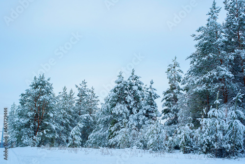 Fototapeta Naklejka Na Ścianę i Meble -  christmas panorama winter forest of pine and spruce in the snow on the branches. landscape
