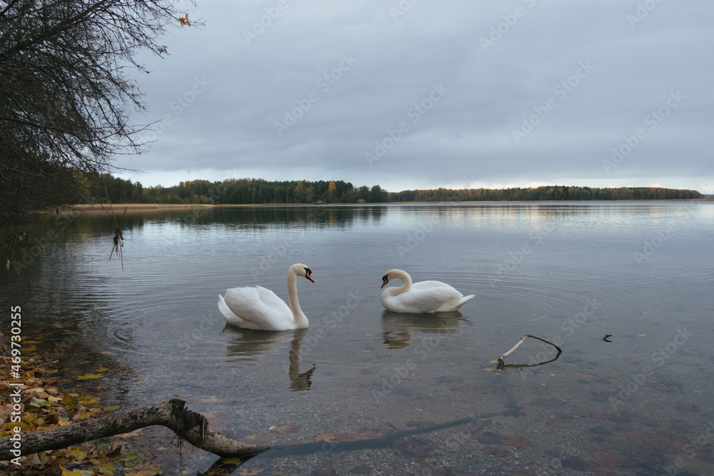 swans swim in the lake in autumn