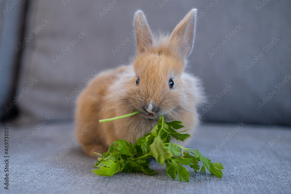 decorative rabbit sitting on the sofa and eating parsley