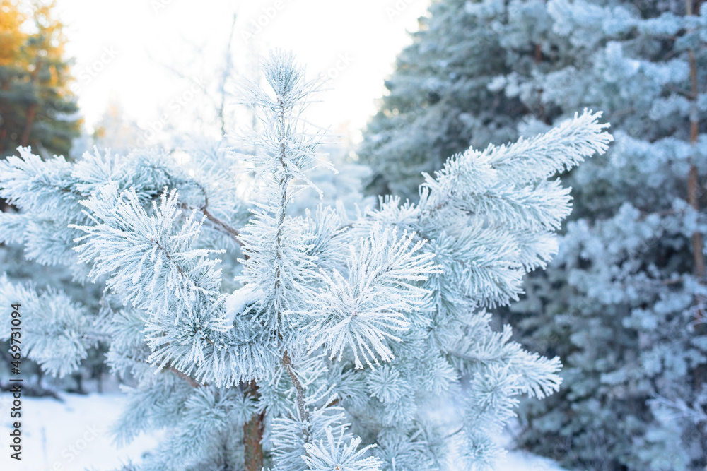 panorama view of the winter forest of pine and spruce in the snow on the branches. landscape. the rays of the sun at sunset illuminate the snow panorama view of the winter forest of pine and spruce in the snow on the branches. landscape. the rays of the sun at sunset illuminate the snow