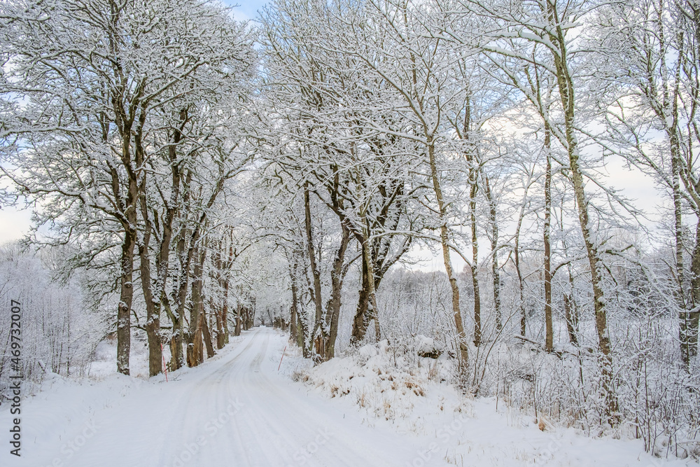 Obraz premium Winter road with frosty trees