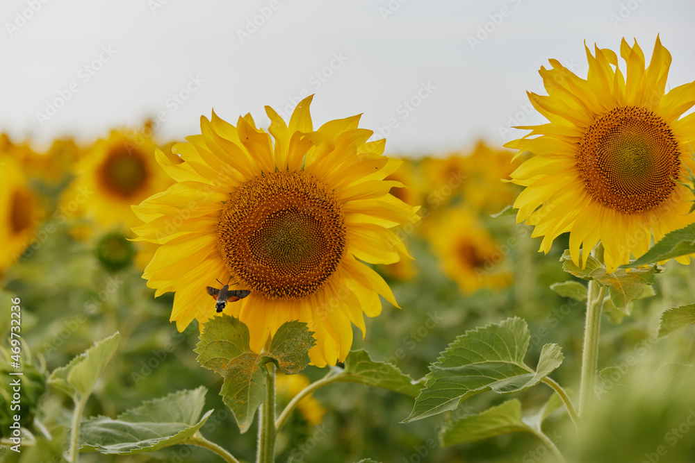 Fields with an infinite sunflower a beautiful landscape summer day Fields with an infinite sunflower a beautiful landscape summer day