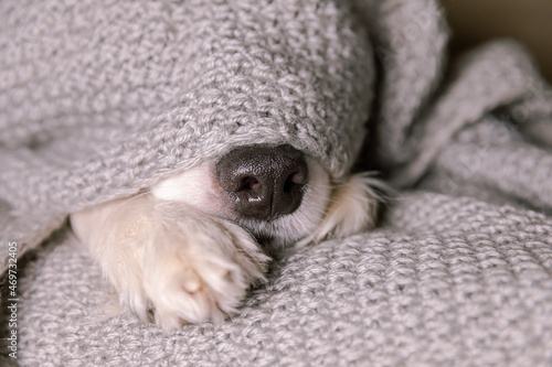 Funny puppy dog border collie lying on couch under warm knitted scarf indoors. Dog nose sticks out from under plaid close up. Winter or autumn fall dog portrait. Hygge mood cold weather concept