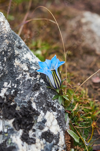 Blue flower, Khumbu Valley, Nepal