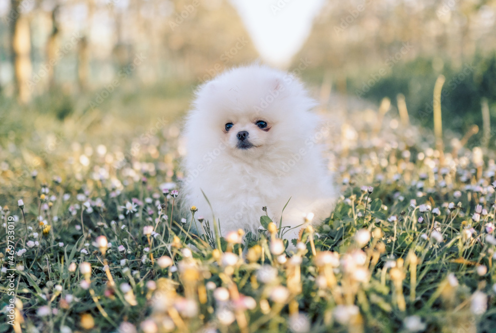 Fototapeta White Pomeranian Spitz walks in the field.