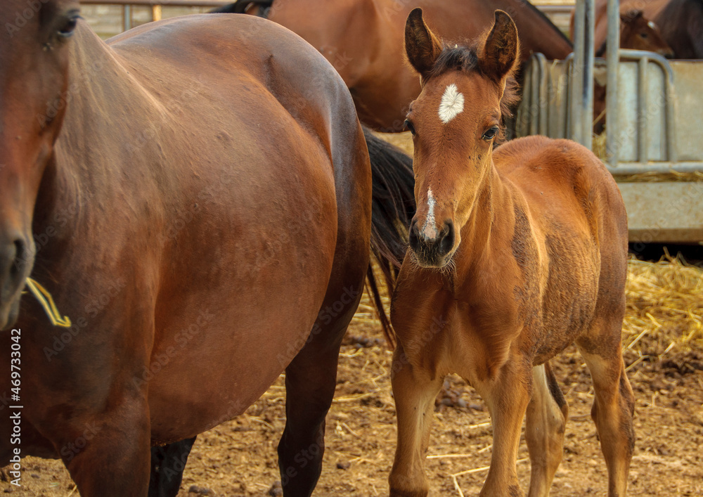 Little foal next to mother. Horses in the paddock. Little foal next to mother. Horses in the paddock.