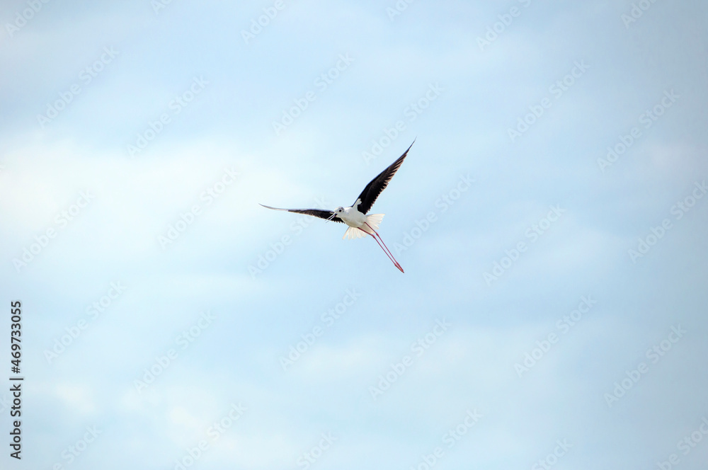 Black-winged stilt flying Spain. Cute water bird. Black winged Stilt. Colorful nature habitat background. Black winged Stilt Himantopus himantopus. Black-winged stilt flying Spain. Cute water bird. Black winged Stilt. Colorful nature habitat background. Black winged Stilt Himantopus himantopus.