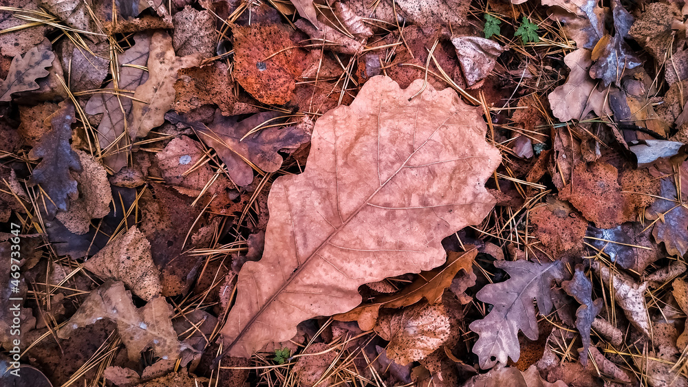 Autumn background of dry brown leaves lying on wet damp ground.