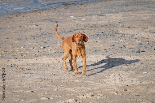 Vizsla running on the beach