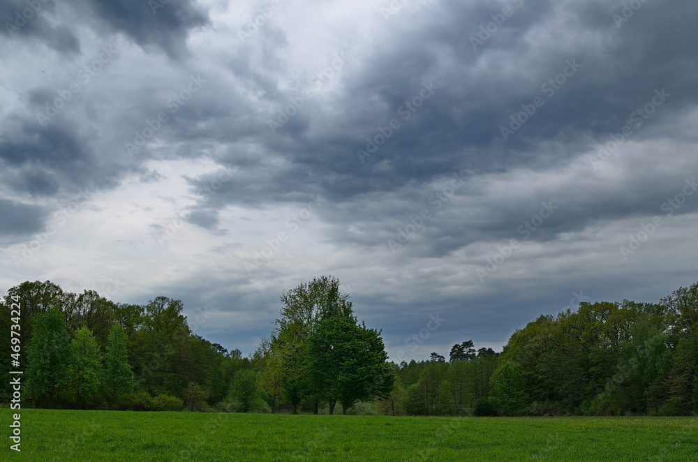 Spring at the edge of the forest.