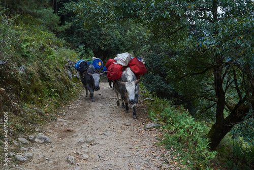 Buffalos carrying loads, Everest Base Camp © em