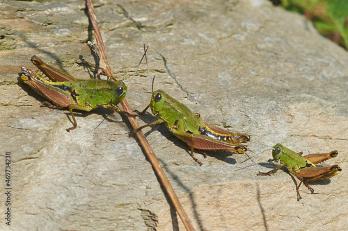 Three grasshoppers on the stone