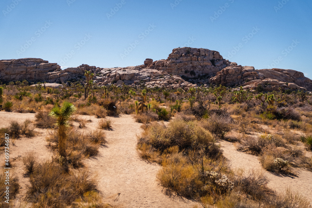 Fototapeta premium Joshua Tree National Park