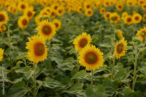 Sunflower natural background against a blue sky plantation unaltered