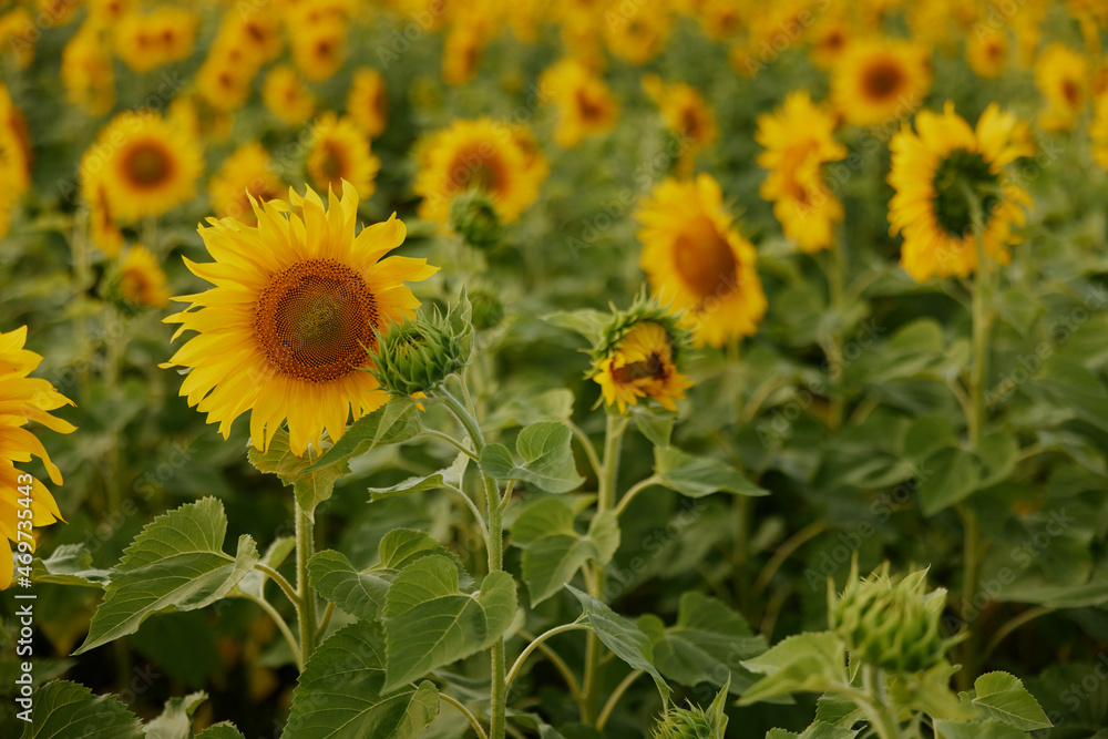 Fototapeta premium Sunflower natural background a beautiful landscape plantation unaltered