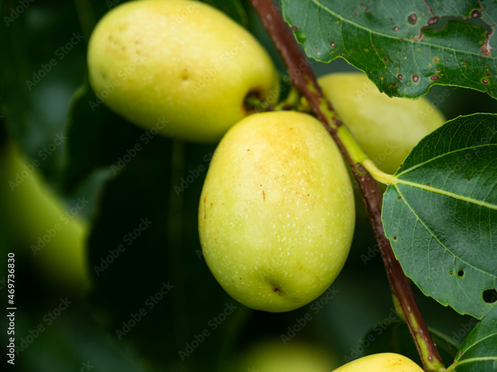 Close up of Fruits of a jujube tree in growing Close up of Fruits of a jujube tree in growing