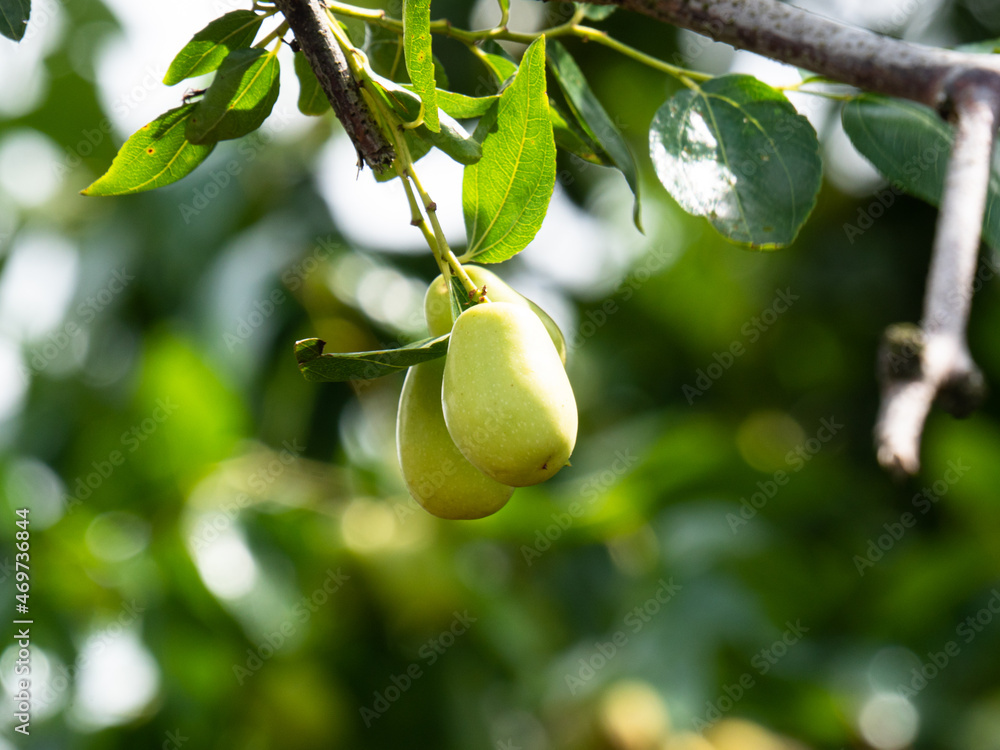 Fototapeta premium Growing JuJube on a tree in South Korea