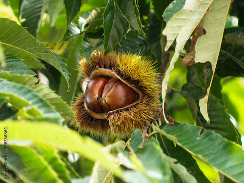 Chestnut in the open shell in the tree 