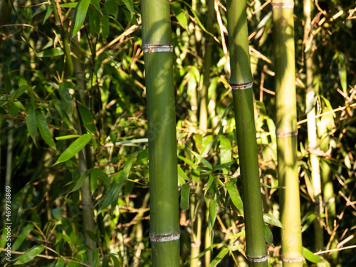 Bamboo tree on sun light beam