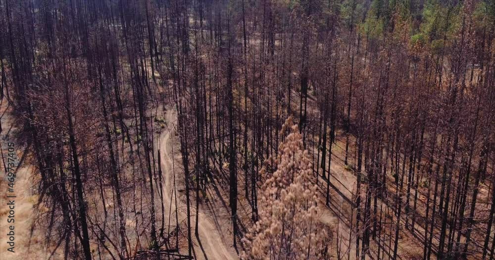 Aerial drone view of Dead trees ravaged by wildfire in california 