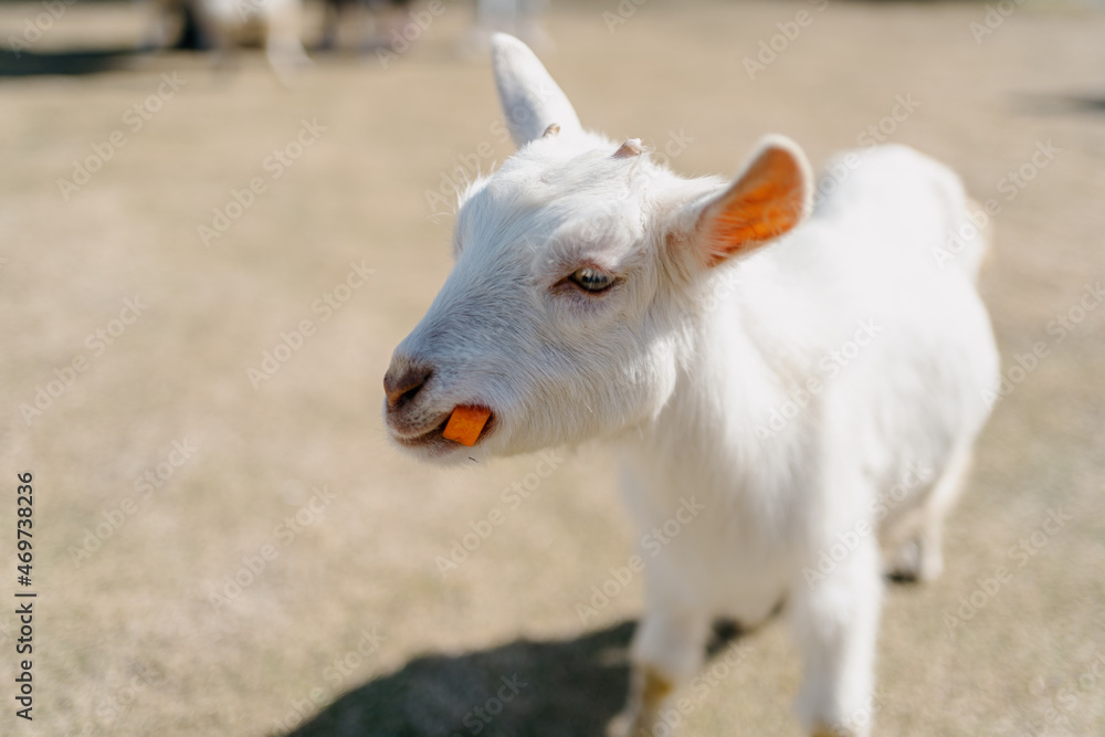 Goat at the zoo