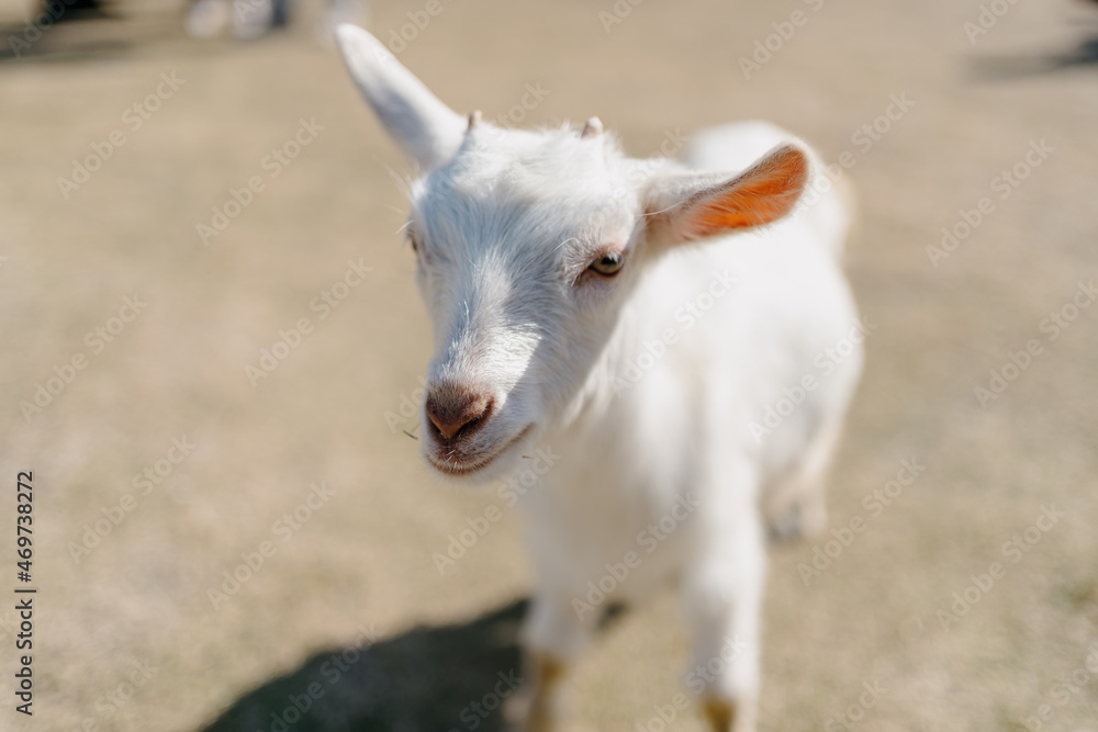 white goat on the farm