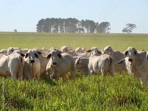 vacas da raça brahman