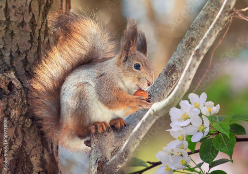 funny fluffy squirrel is sitting in the park on a blooming apple tree and gna...