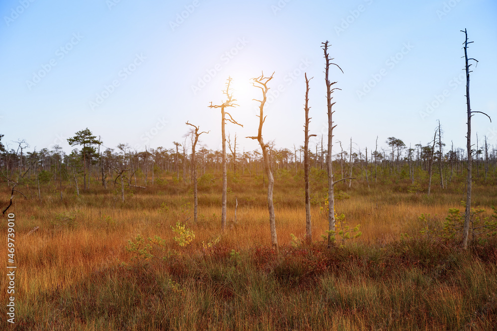 Naklejka premium A beautiful swamp in the rays of the sun, where unusual trees grow