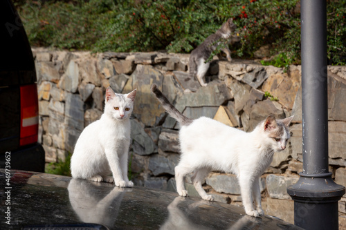 Canvas Print Funny two white kittens are sitting on the black black hood of the car