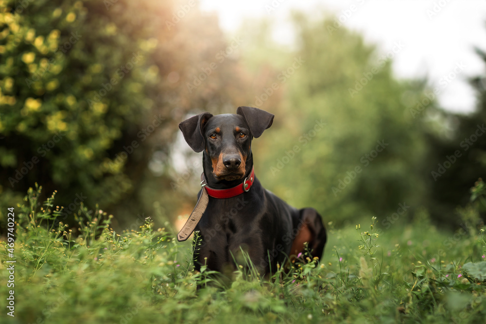 Black doberman pincher with red collar laying down in grass out Black doberman pincher with red collar laying down in grass out