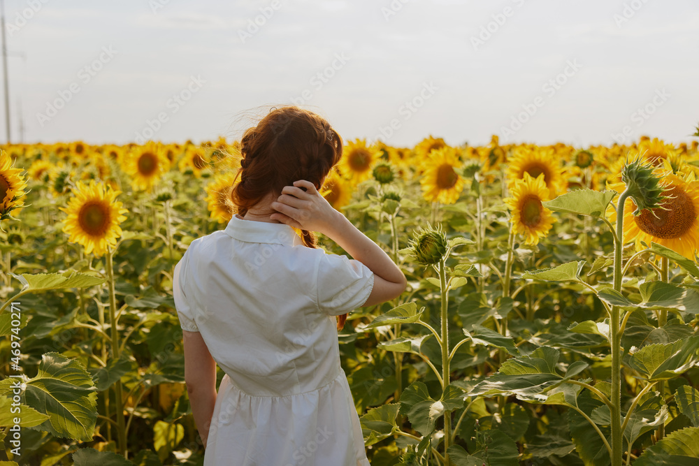 Fototapeta premium woman with two pigtails In a field with blooming sunflowers countryside