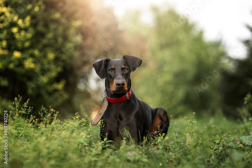 Black doberman pincher  with red collar laying down in grass out