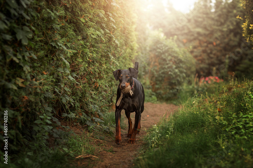 Black doberman pincher with ball toy in mouth in garden photo