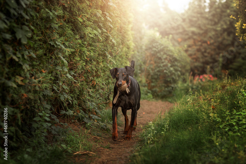 Black doberman pincher with ball toy in mouth in garden