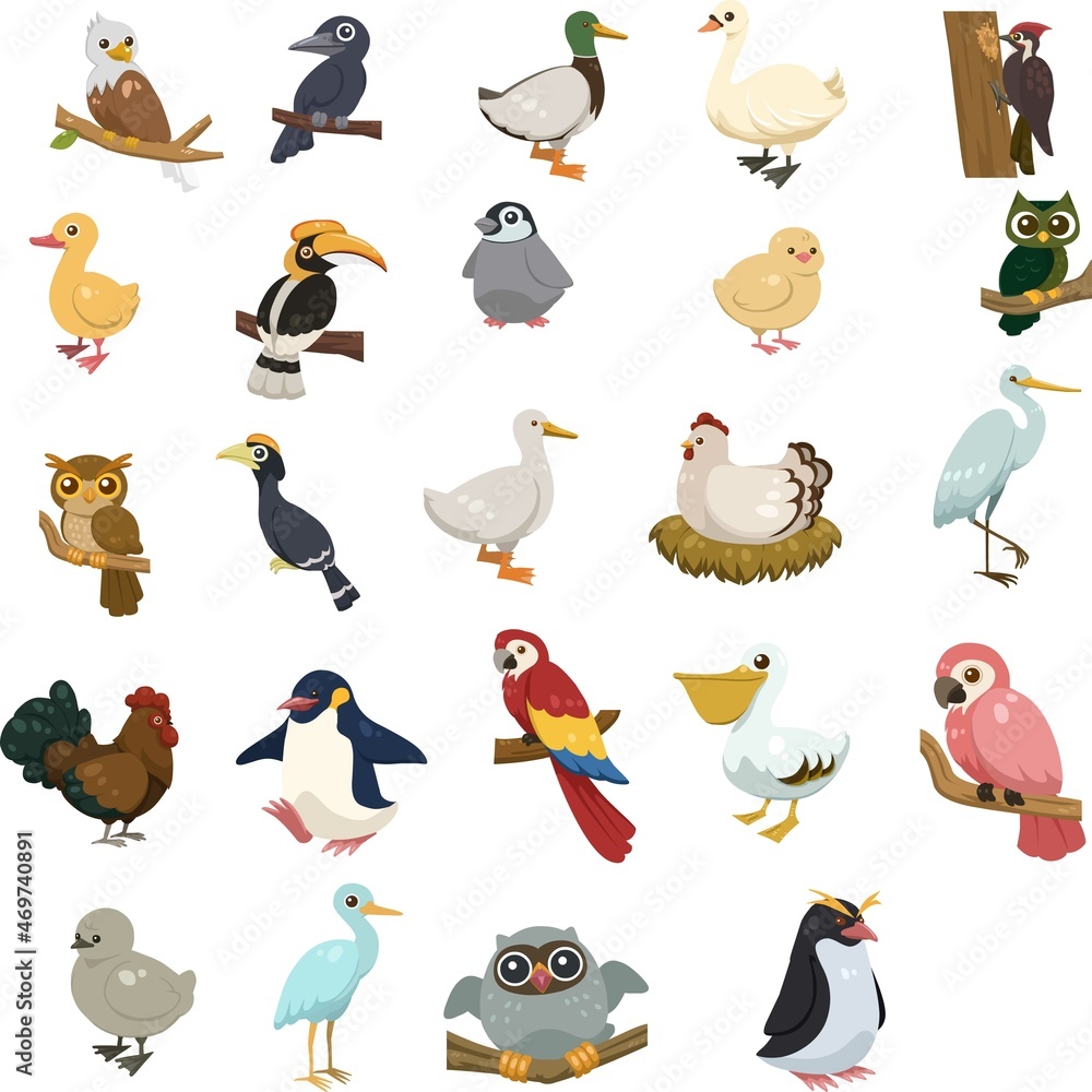 Obraz premium poultry