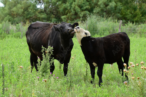 Wallpaper Mural Cow with calf, La Pampa, Argentina. Torontodigital.ca