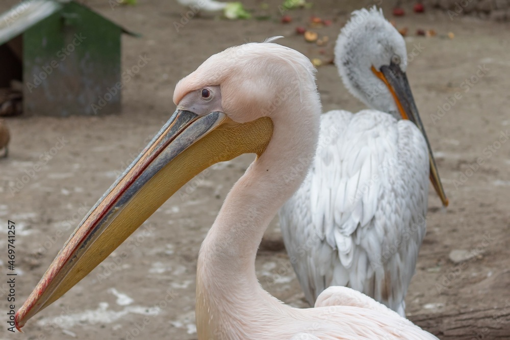 Close up Great white pelican, Pelecanus onocrotalus, eastern white pelican, rosy pelican or white pelican. Large water bird with long beak and a large throat pouch with beautiful pink feathers. Close up Great white pelican, Pelecanus onocrotalus, eastern white pelican, rosy pelican or white pelican. Large water bird with long beak and a large throat pouch with beautiful pink feathers.