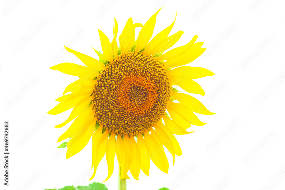 Obraz premium girassois, flor, campo, natureza, verão, amarelo, sol, planta, ajardinar, floral, primavera, flora, céu, desabrochado, cor, folha, florir, crescimento
