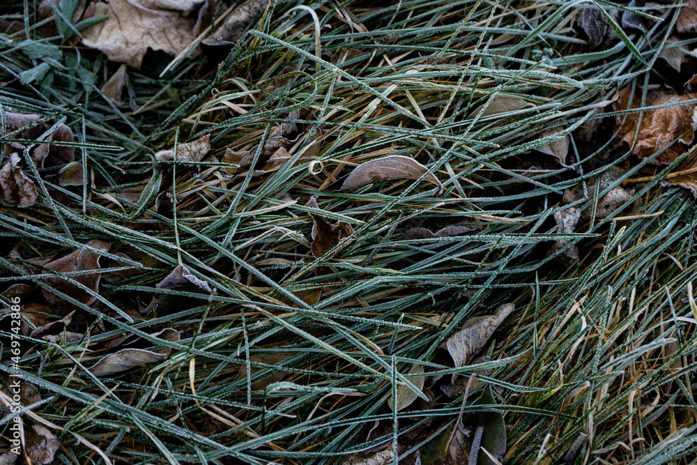 Background from dry leaves and herbs covered with hoarfrost in the early morning.
