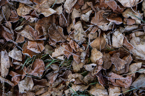 Background from dry leaves and herbs covered with hoarfrost in the early morning.