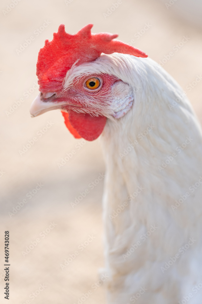 Domesticated hens. Livestock breeding. White hen close up.