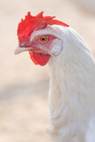 Domesticated hens. Livestock breeding. White hen close up.