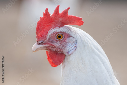 Domesticated hens. Livestock breeding. White hen close up.