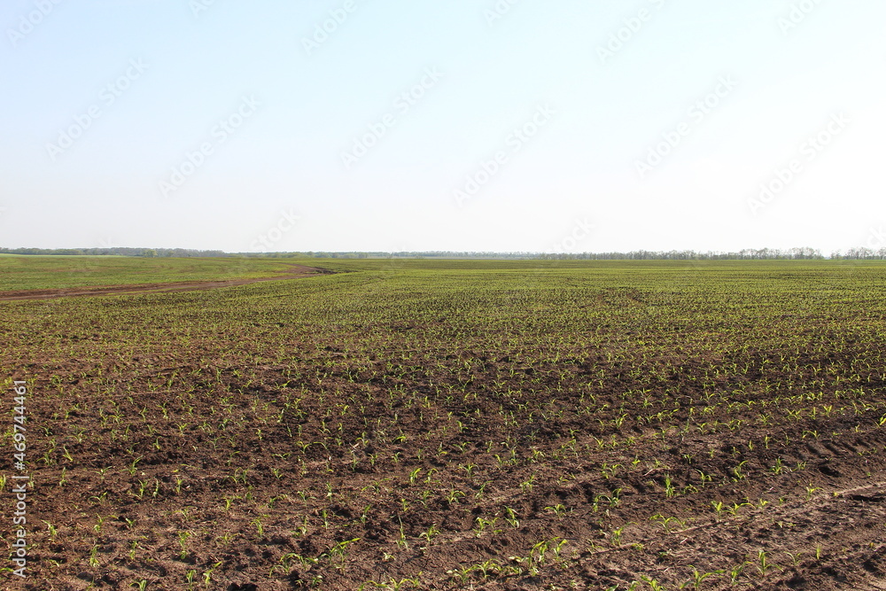 Agricultural field with small corn sprouts Agricultural field with small corn sprouts