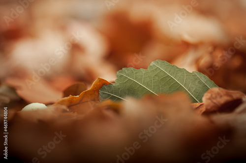 Close-up photo of single green leave among faded dry orange fallen foliageduring autumn day