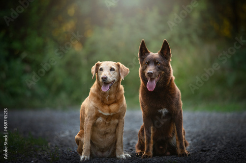 two dogs - Labrador Retriever mix and Australian Kelpie