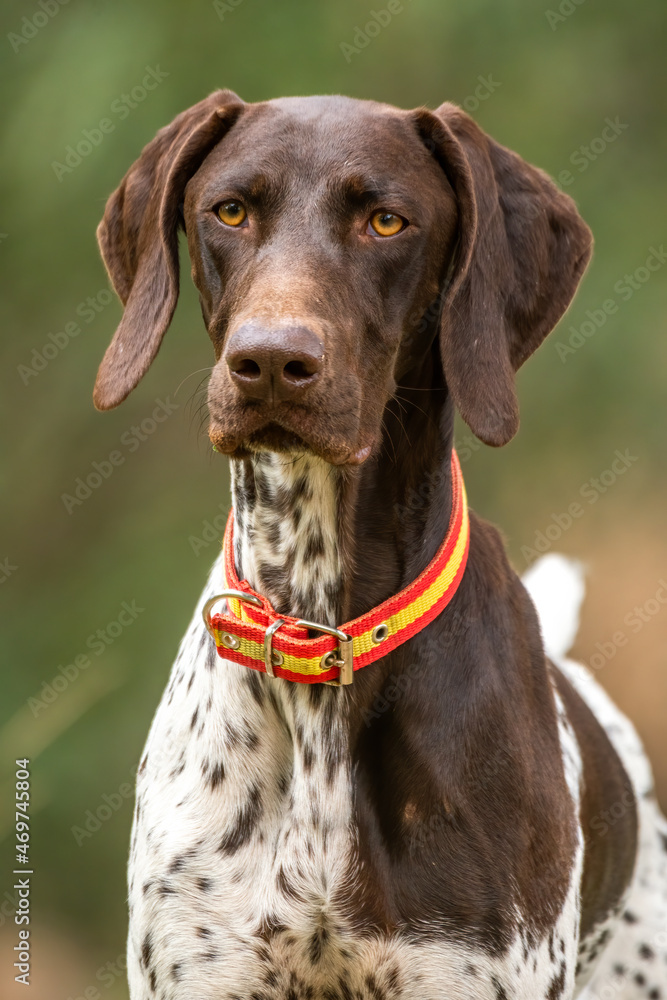 German pointer dog standing on park German pointer dog standing on park